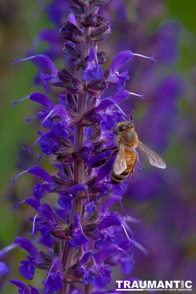 Caught this image goofing around in the garden.