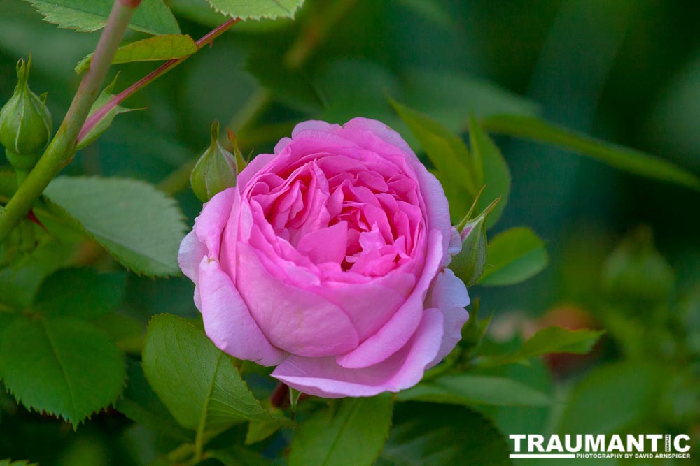 We have some roses in our front yard that I have been trying to kill off for years, until recently.  I gave up and let the last plant grow at will.  It was worth it, these beauties pop up.