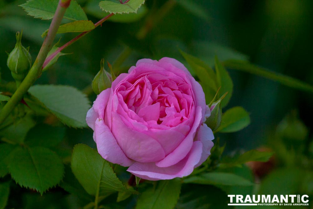 We have some roses in our front yard that I have been trying to kill off for years, until recently.  I gave up and let the last plant grow at will.  It was worth it, these beauties pop up.