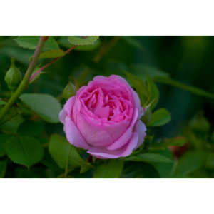 We have some roses in our front yard that I have been trying to kill off for years, until recently.  I gave up and let the last plant grow at will.  It was worth it, these beauties pop up.