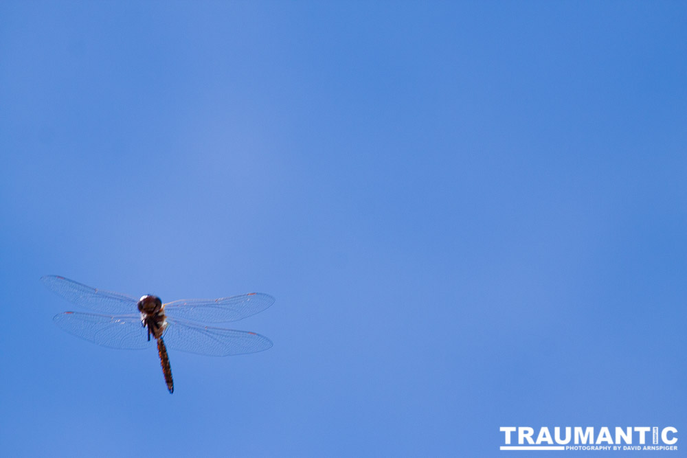 I was trying to capture dragonflies in flight.  This is all I have to show for it.