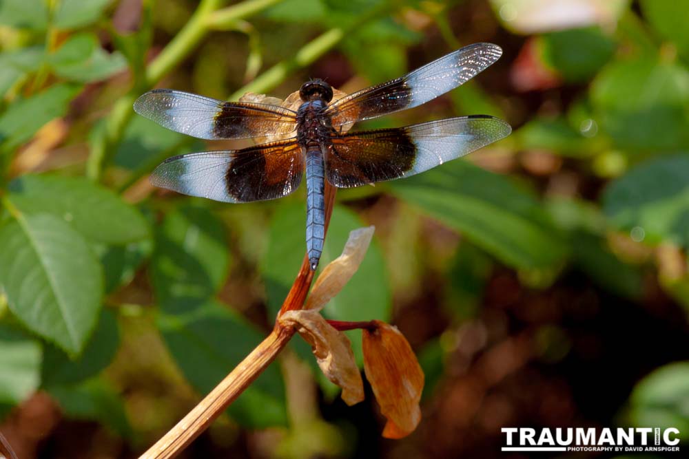 Jan noticed this little dragonfly in our garden and it posed for me for over 10 minutes.  It was great.