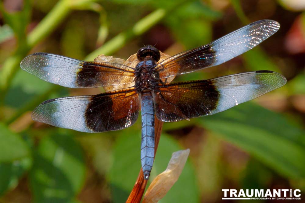 Jan noticed this little dragonfly in our garden and it posed for me for over 10 minutes.  It was great.