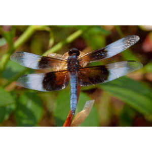 Jan noticed this little dragonfly in our garden and it posed for me for over 10 minutes.  It was great.