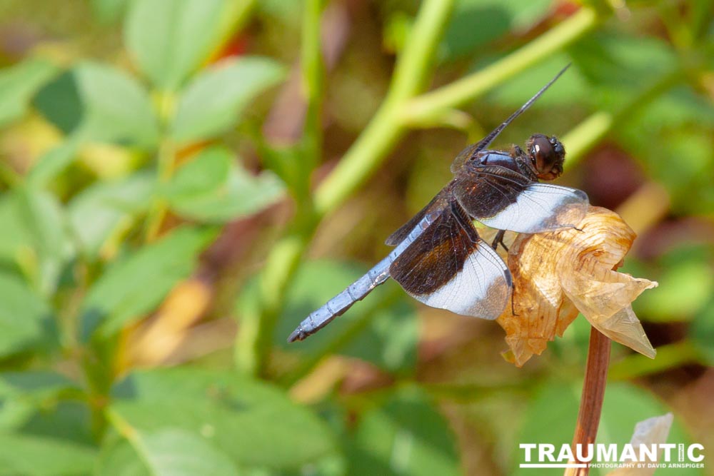 Jan noticed this little dragonfly in our garden and it posed for me for over 10 minutes.  It was great.