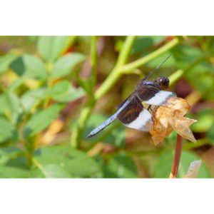 Jan noticed this little dragonfly in our garden and it posed for me for over 10 minutes.  It was great.