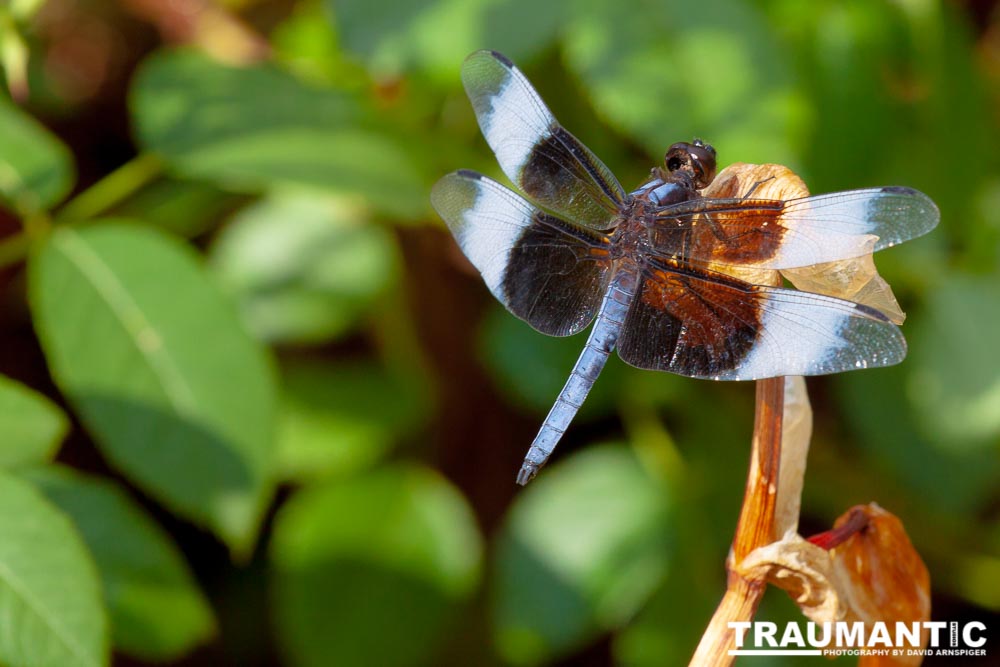 Jan noticed this little dragonfly in our garden and it posed for me for over 10 minutes.  It was great.