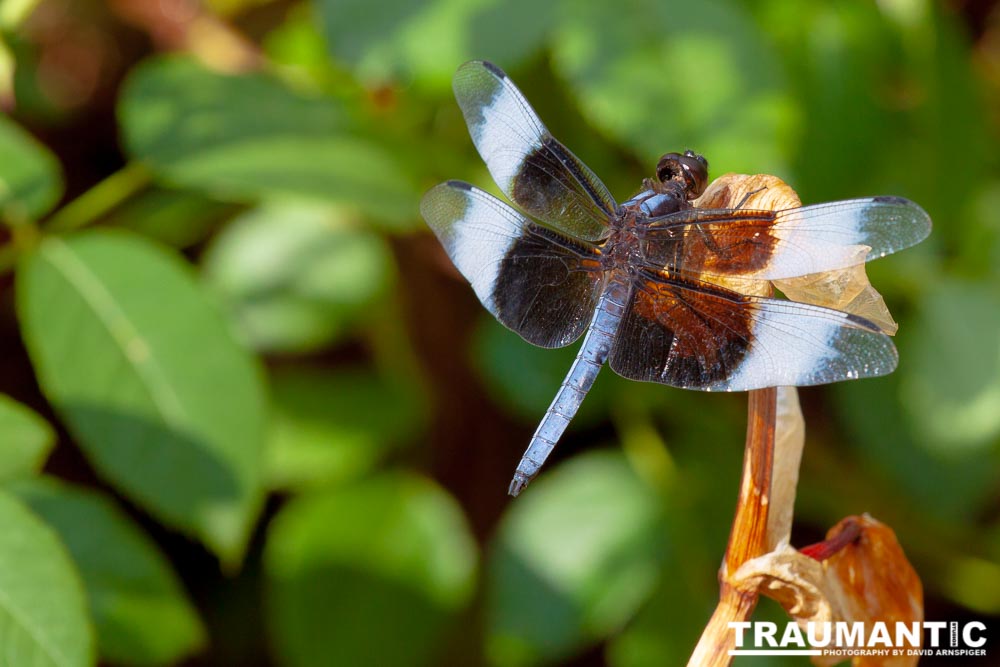 Jan noticed this little dragonfly in our garden and it posed for me for over 10 minutes.  It was great.
