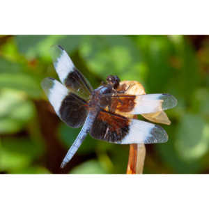 Jan noticed this little dragonfly in our garden and it posed for me for over 10 minutes.  It was great.