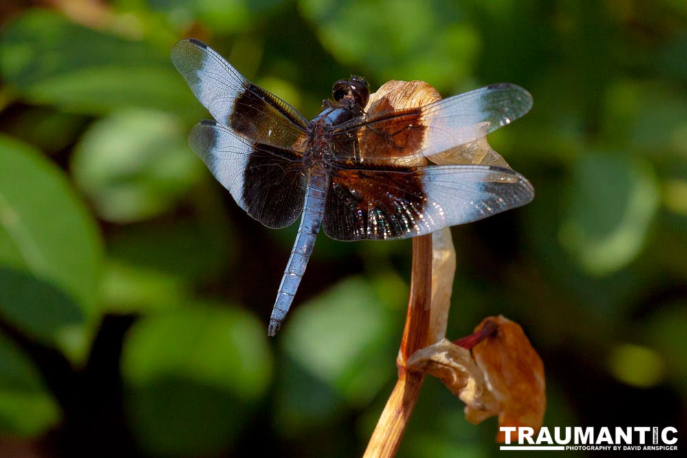 Jan noticed this little dragonfly in our garden and it posed for me for over 10 minutes.  It was great.