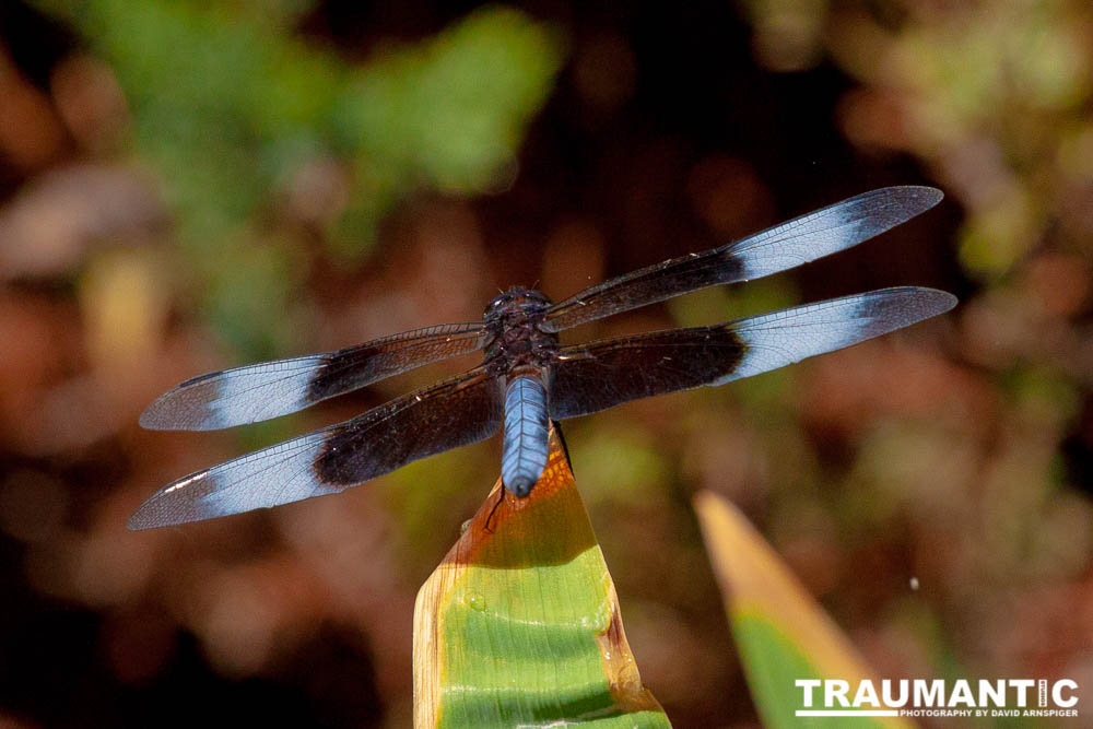 Jan noticed this little dragonfly in our garden and it posed for me for over 10 minutes.  It was great.
