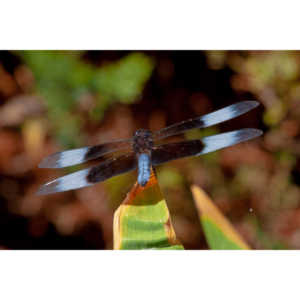 Jan noticed this little dragonfly in our garden and it posed for me for over 10 minutes.  It was great.