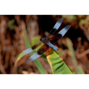 Jan noticed this little dragonfly in our garden and it posed for me for over 10 minutes.  It was great.