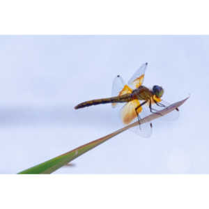 Our newly updated front gardens delivered some new residents.