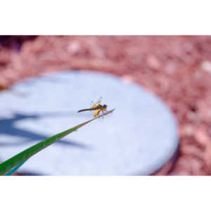 Our newly updated front gardens delivered some new residents.