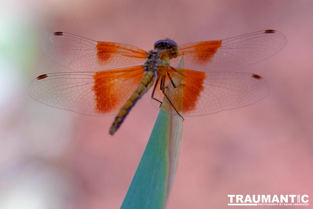 Our newly updated front gardens delivered some new residents.