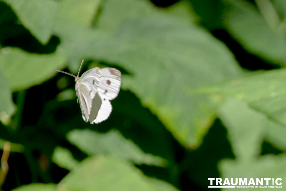 Crappy photo, but I caught it in midair.  That counts for something right?