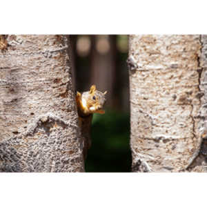 This cute little guy poked his head out when I was standing there with my camera.