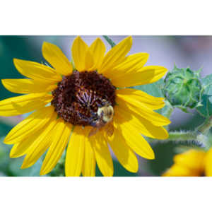 My neighbors have all the woderful sunflowers and these big furry bees live on them.  I love to try to capture shots of them.