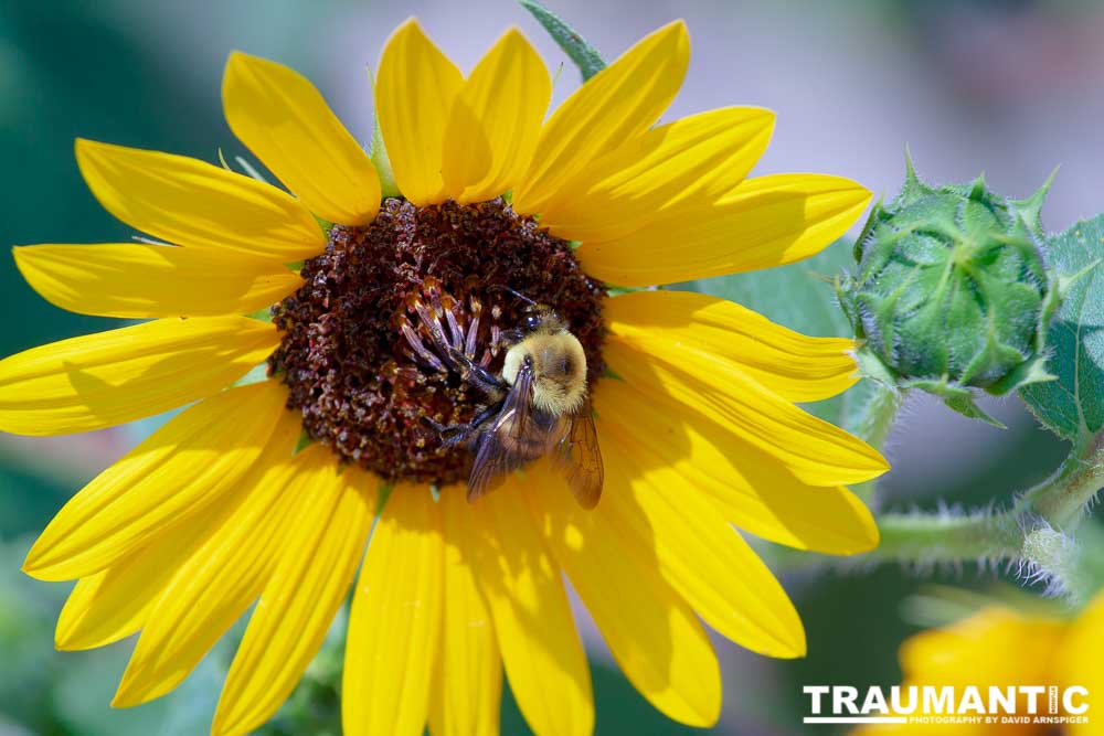 My neighbors have all the woderful sunflowers and these big furry bees live on them.  I love to try to capture shots of them.