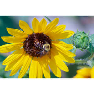 My neighbors have all the woderful sunflowers and these big furry bees live on them.  I love to try to capture shots of them.