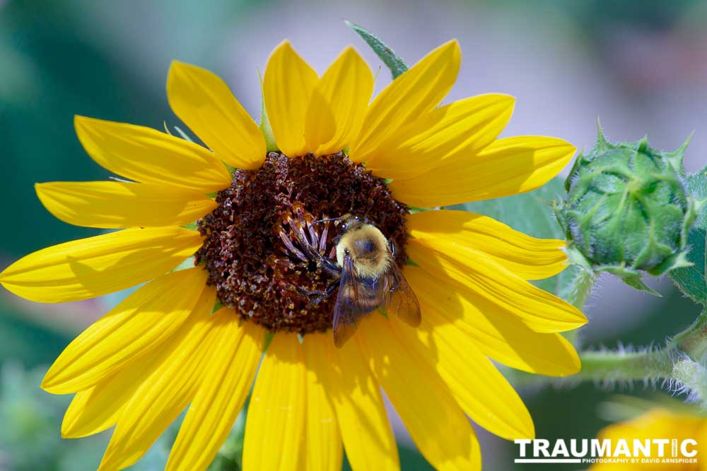 My neighbors have all the woderful sunflowers and these big furry bees live on them.  I love to try to capture shots of them.