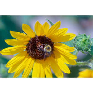 My neighbors have all the woderful sunflowers and these big furry bees live on them.  I love to try to capture shots of them.