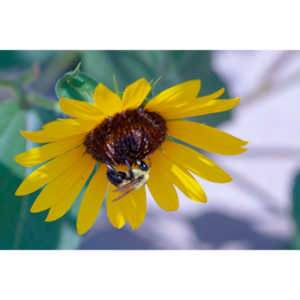 My neighbors have all the woderful sunflowers and these big furry bees live on them.  I love to try to capture shots of them.