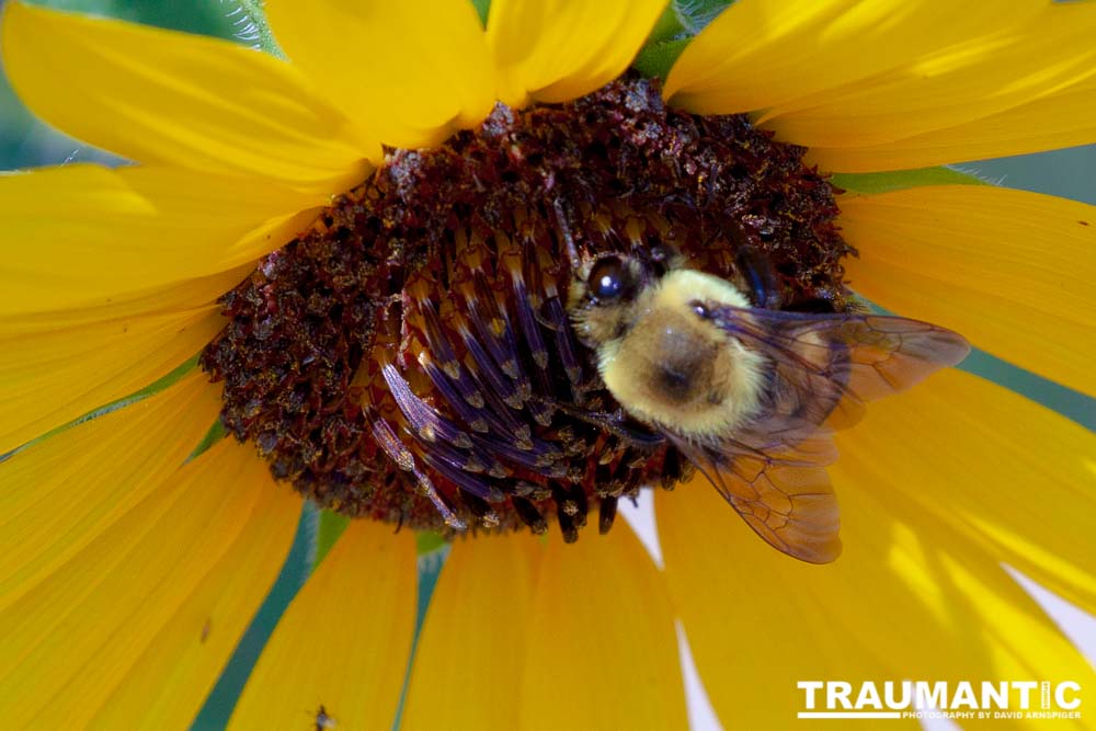 My neighbors have all the woderful sunflowers and these big furry bees live on them.  I love to try to capture shots of them.