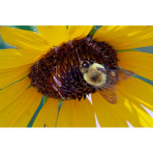 My neighbors have all the woderful sunflowers and these big furry bees live on them.  I love to try to capture shots of them.