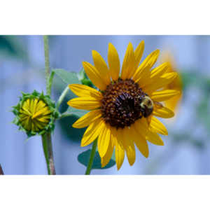 My neighbors have all the woderful sunflowers and these big furry bees live on them.  I love to try to capture shots of them.