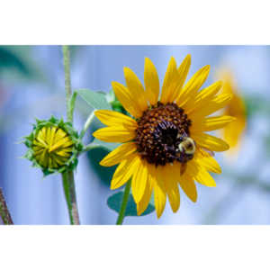 My neighbors have all the woderful sunflowers and these big furry bees live on them.  I love to try to capture shots of them.