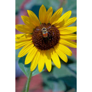 My neighbors have all the woderful sunflowers and these big furry bees live on them.  I love to try to capture shots of them.