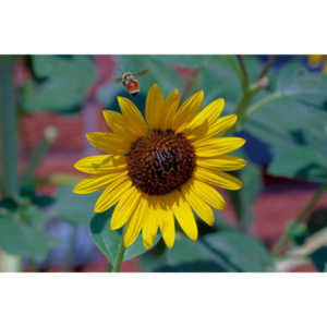My neighbors have all the woderful sunflowers and these big furry bees live on them.  I love to try to capture shots of them.