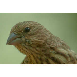 We have a feeder that sits right outside our office window.  It allows me to get some awesome shots close up.