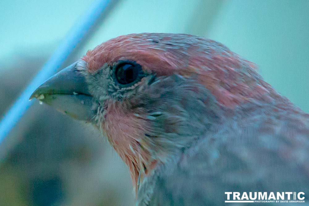 We have a feeder that sits right outside our office window.  It allows me to get some awesome shots close up.