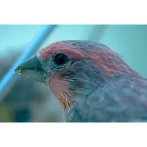 We have a feeder that sits right outside our office window.  It allows me to get some awesome shots close up.