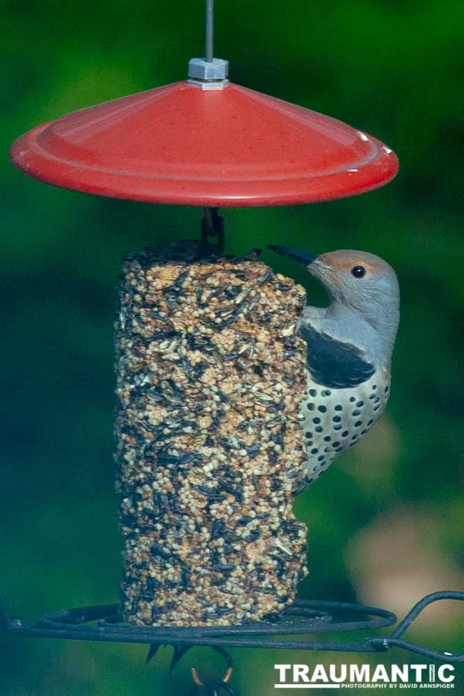 Jan took this picture wih my 5D and a 70-200 lens from our upstairs window.