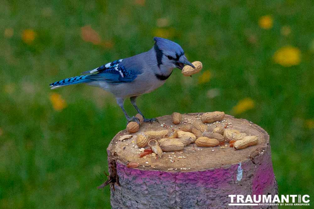 Some fun shots of the Bluejays that take over my backyard when peanuts are shared.