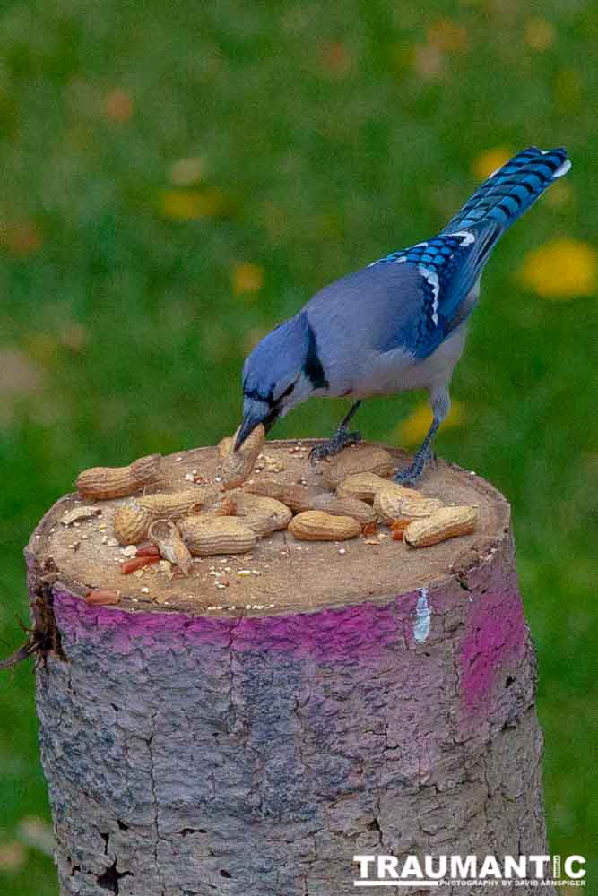 Some fun shots of the Bluejays that take over my backyard when peanuts are shared.