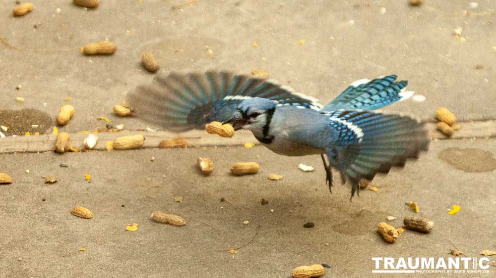 My beautiful backyard bluejays.