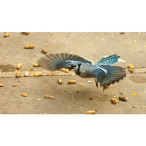 My beautiful backyard bluejays.