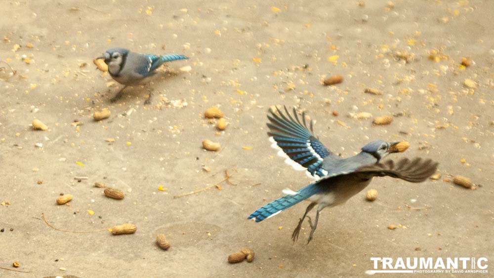 My beautiful backyard bluejays.
