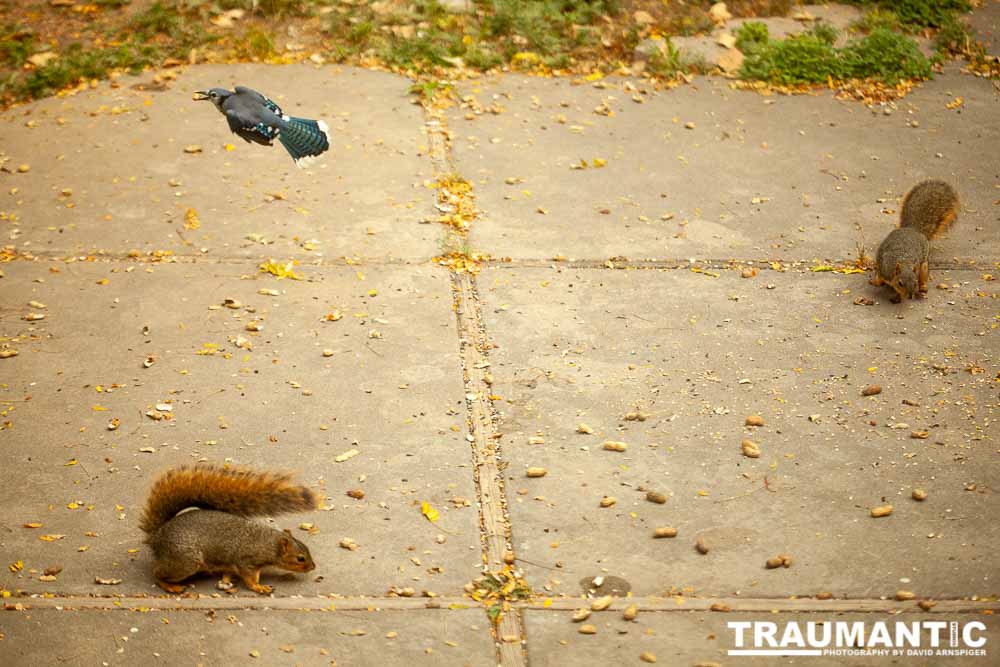 My beautiful backyard bluejays.
