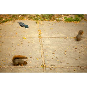My beautiful backyard bluejays.