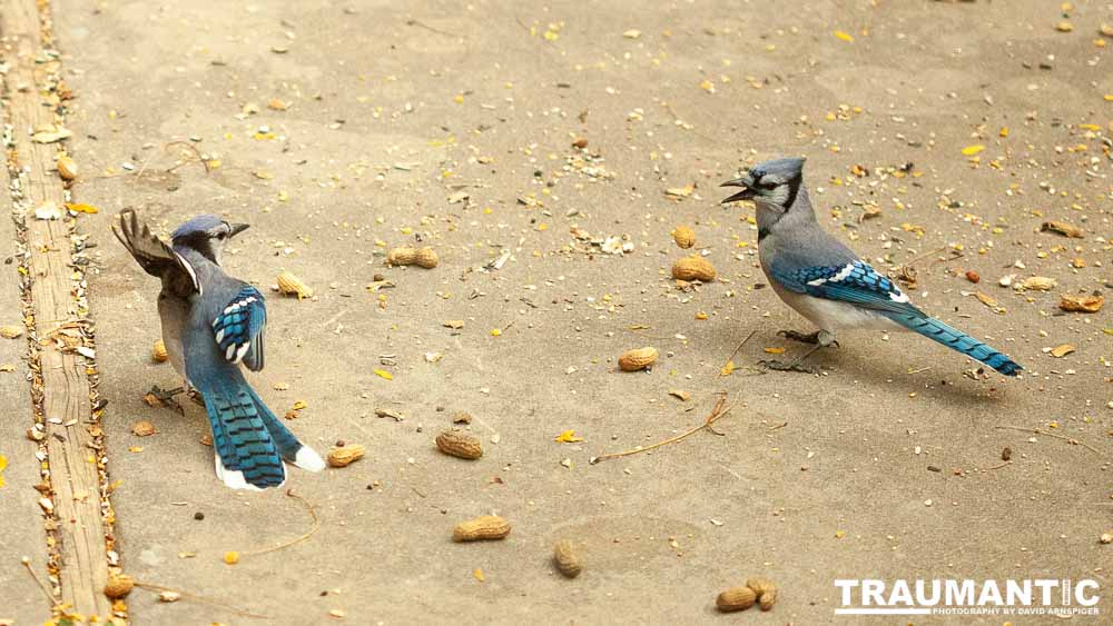 My beautiful backyard bluejays.