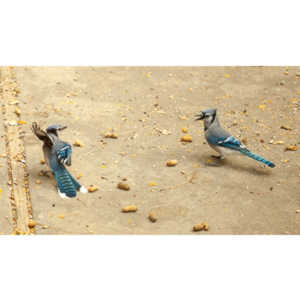 My beautiful backyard bluejays.