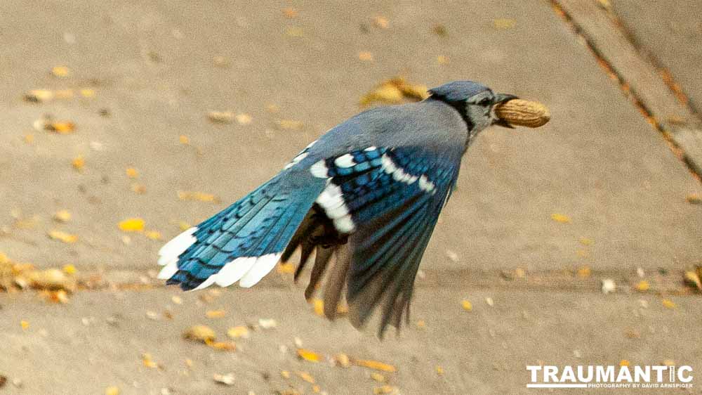 My beautiful backyard bluejays.