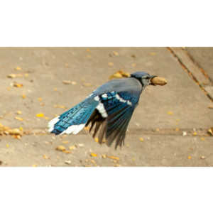 My beautiful backyard bluejays.