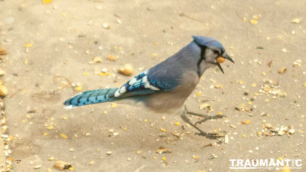 My beautiful backyard bluejays.
